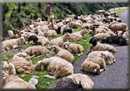 malari-niti-valley-tour